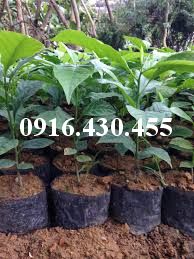 Cây giống dổi